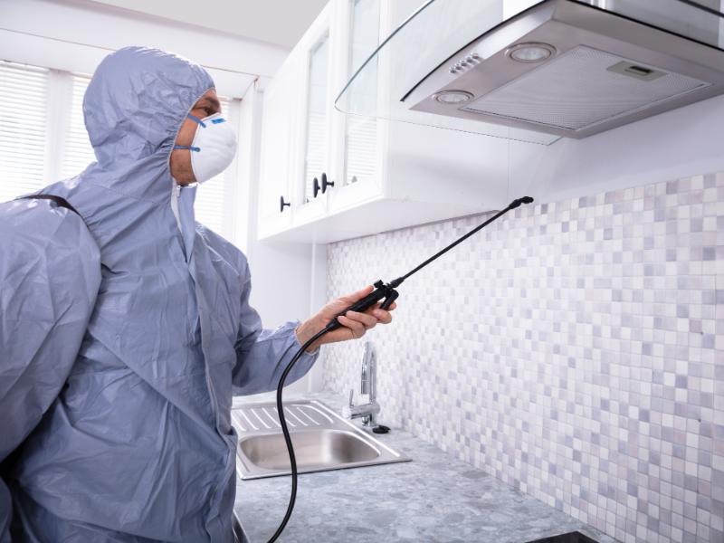 Insect Control: How Professionals Address the Toughest Infestations