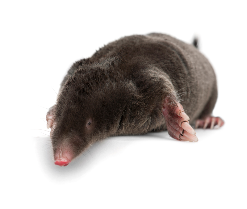 Mole Control and Removal in Ann Arbor and Livonia