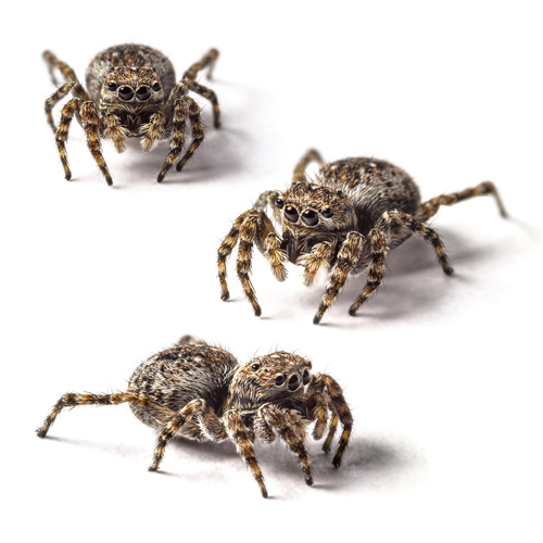 Our Complete Spider Eradication Strategy