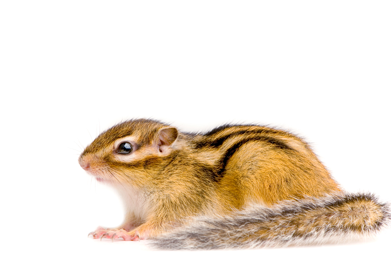 Our Comprehensive Chipmunk Management Strategy