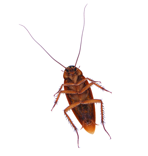 Our Comprehensive Cockroach Eradication Strategy