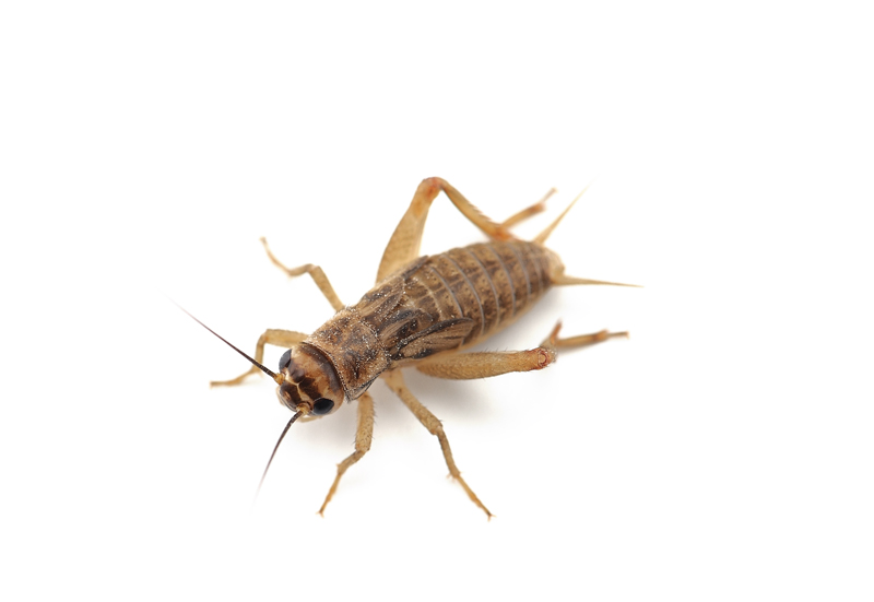 Our Comprehensive Cricket Removal Strategy