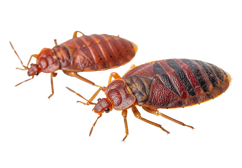 Our Comprehensive Eradication Strategy