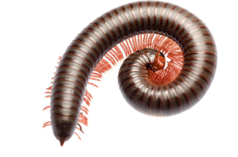 Our Comprehensive Millipede Removal Strategy
