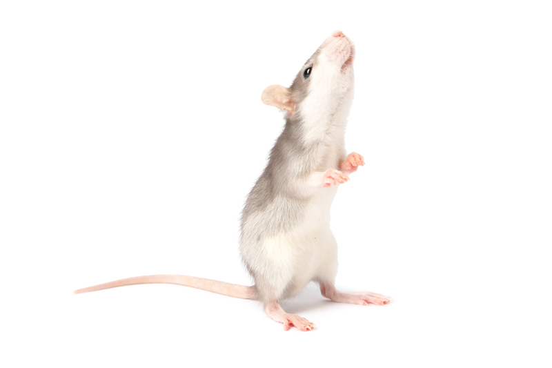 Our Comprehensive Rat Elimination and Prevention Strategy