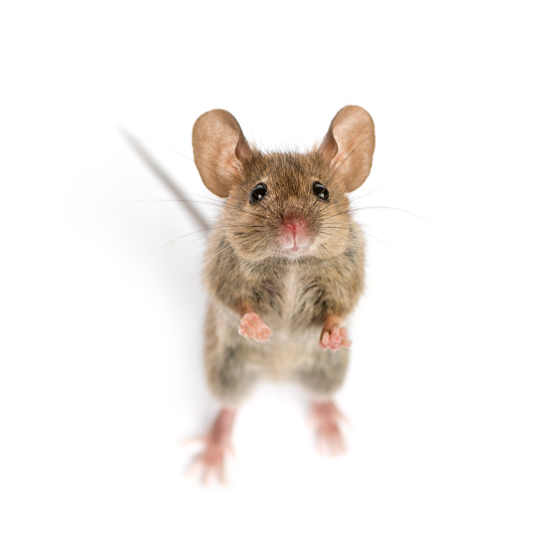 Our Comprehensive Rodent Control Process