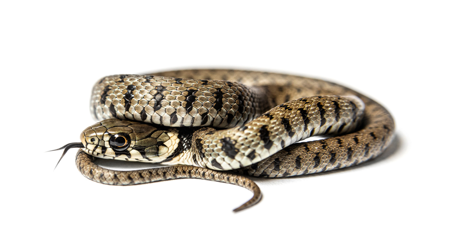 Our Comprehensive Snake Management Process