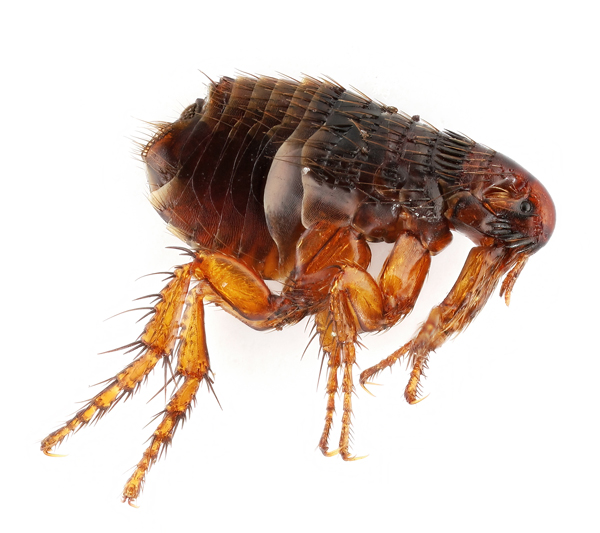 Our Comprehensive Strategy for Removing Fleas