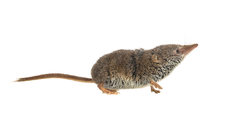 Our Comprehensive Trapping and Exclusion Methods
