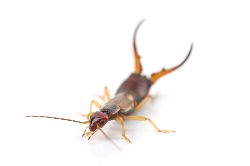 Our Effective Earwig Control Strategy