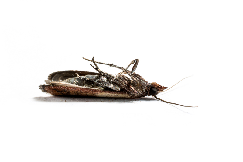 Our Effective Pantry Pest Eradication Method