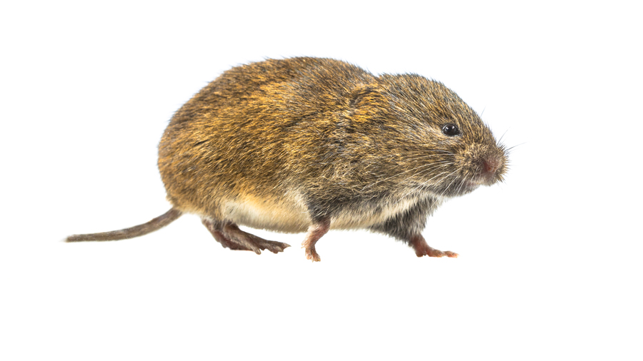 Our Effective Vole Control and Turf Protection Strategy