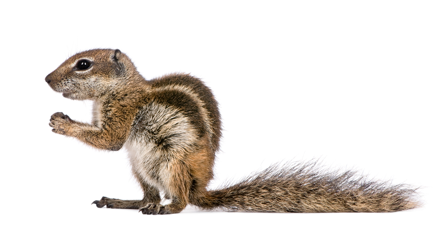 Our Guaranteed Squirrel Trapping and Exclusion Methods