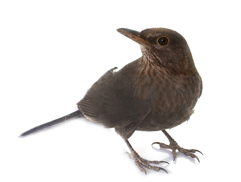 Our Humane Bird Deterrent and Exclusion Methods