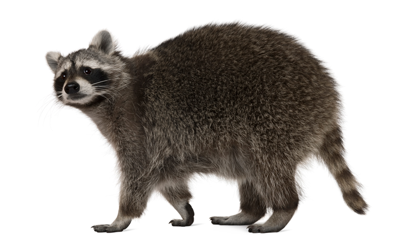 Our Methodical Raccoon Trapping and Exclusion Strategy