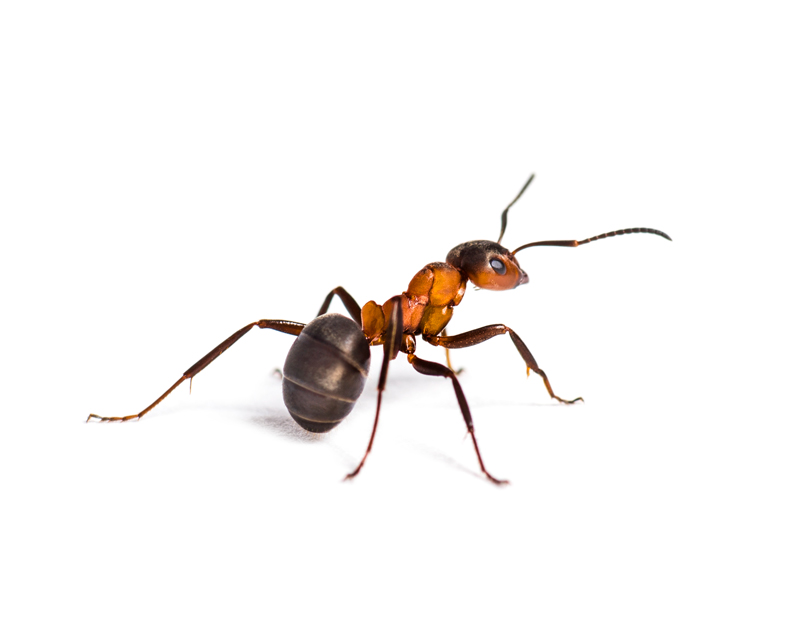 Our Proven Ant Removal Process