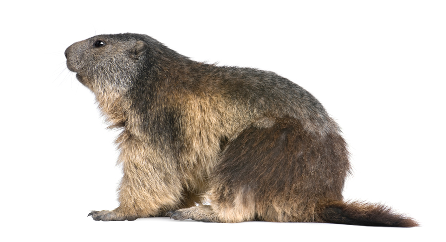 Our Proven Groundhog Trapping and Relocation Strategy