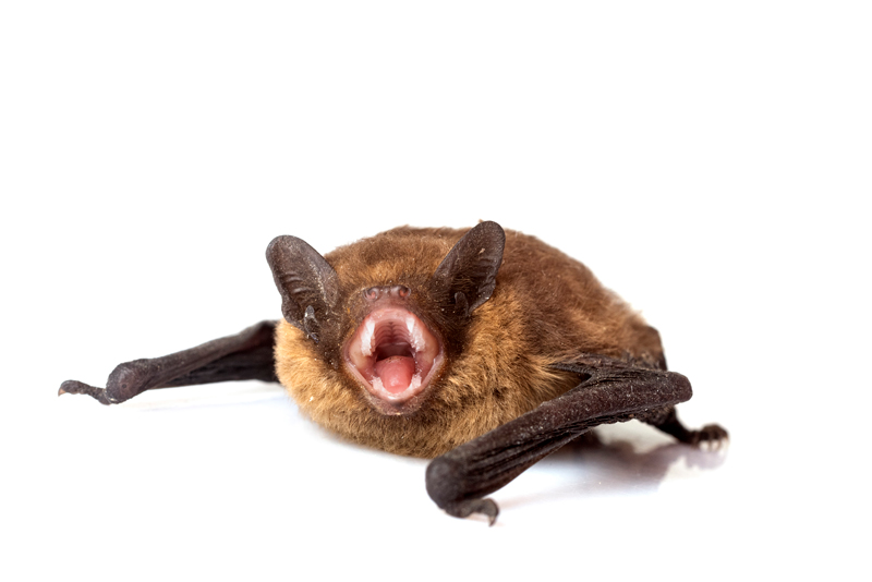 Our Safe and Effective Bat Exclusion Process