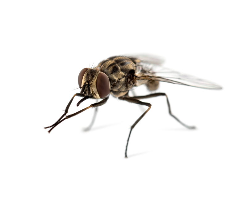 Our Strategic Gnat Elimination Method