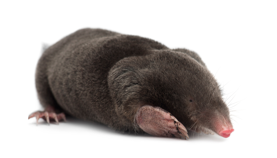 Our Strategic Mole Trapping and Removal Process