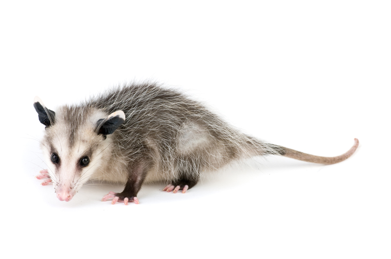 Our Strategic Opossum Management Plan