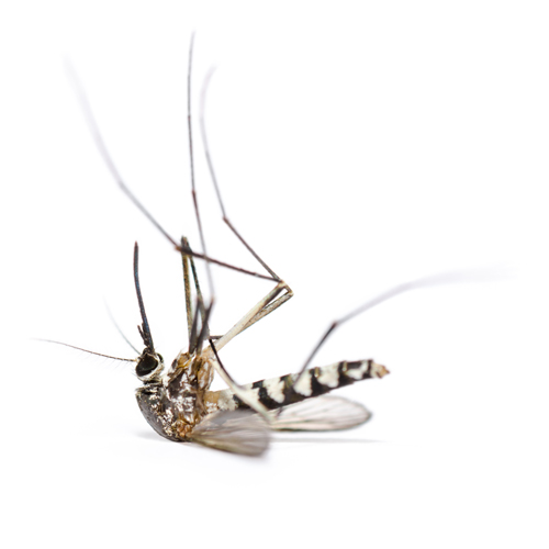 Our Strategy for Eliminating Mosquitoes