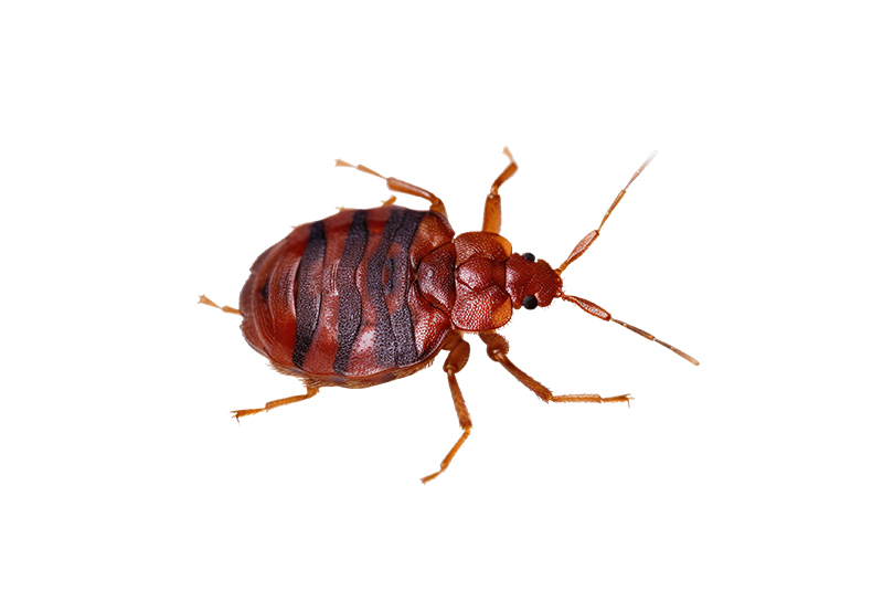 Premier Bed Bug Removal in Ann Arbor and Livonia
