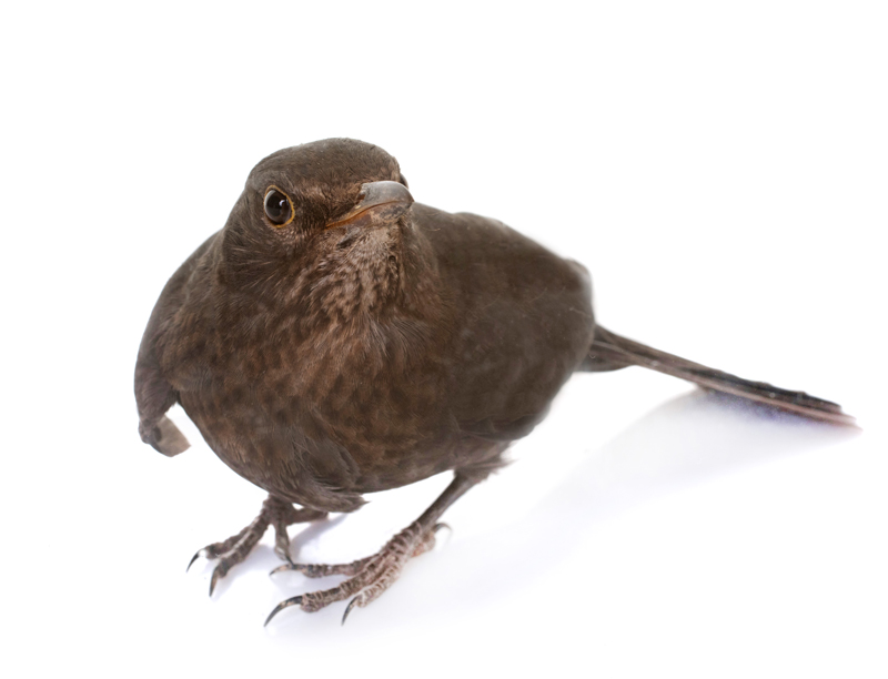 Professional Bird Control and Nest Removal in Ann Arbor and Livonia