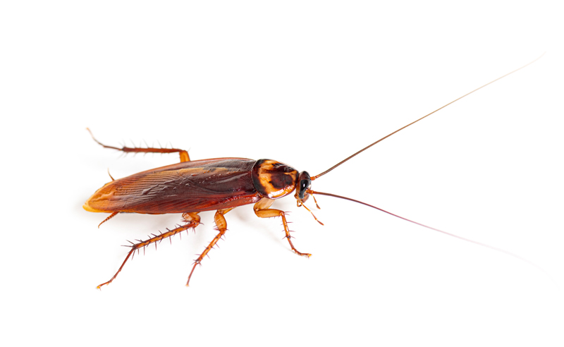 Professional Cockroach Exterminator Services in Ann Arbor & Livonia