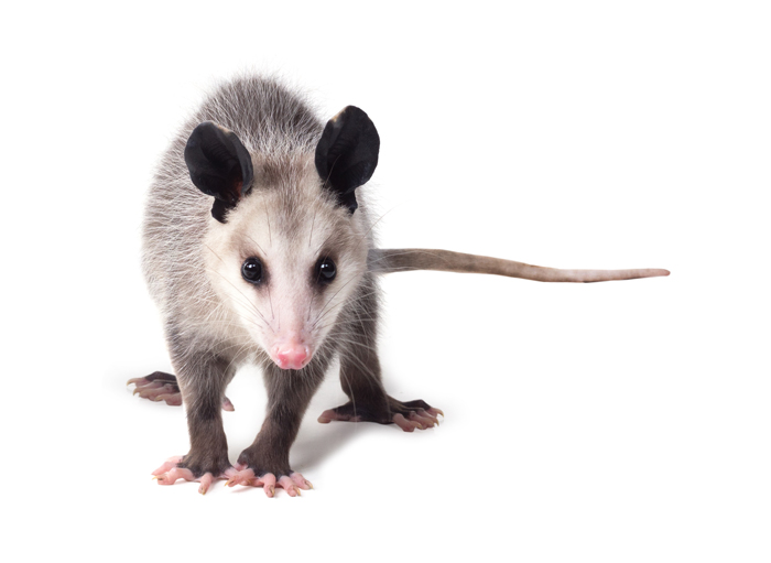Professional Opossum Removal and Trapping in Ann Arbor and Livonia