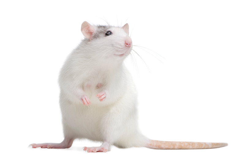 Professional Rat Control and Rodent Removal in Ann Arbor and Livonia