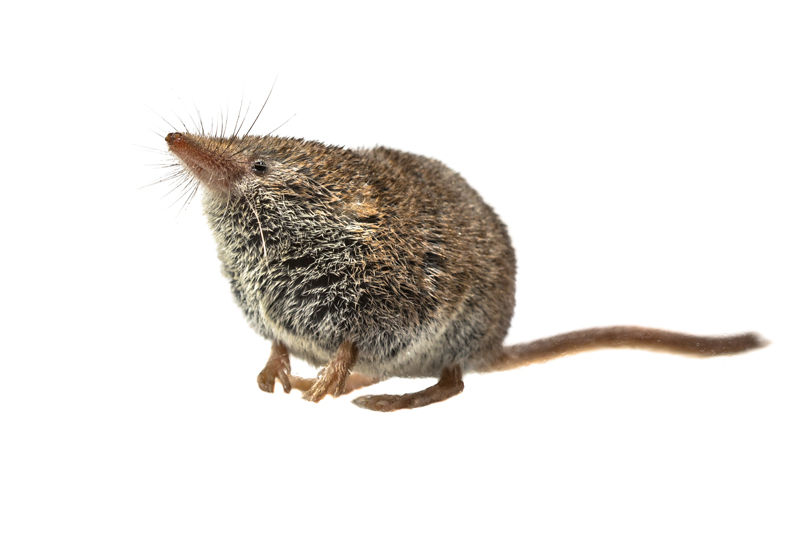 Professional Shrew Removal and Control in Ann Arbor and Livonia