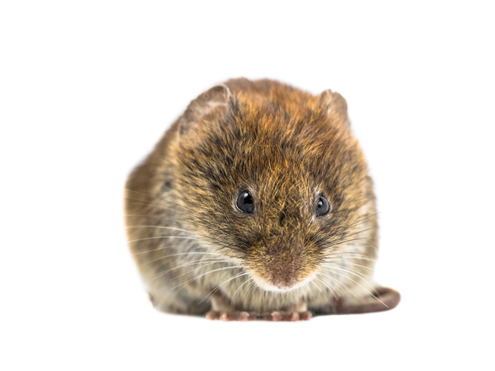 Professional Vole Trapping and Yard Protection in Ann Arbor & Livonia