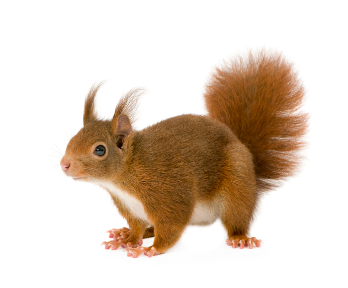 Red Squirrel Removal and Exclusion in Ann Arbor and Livonia