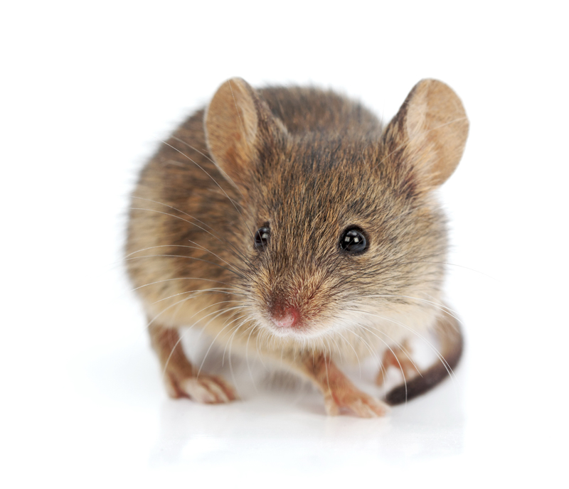Reliable Mice Removal in Ann Arbor and Livonia