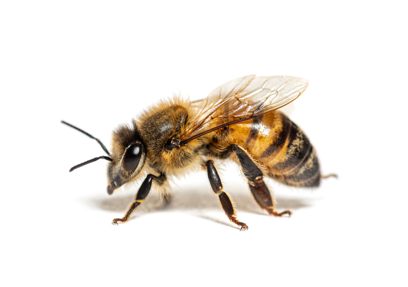 Removal and Control of Bees in Ann Arbor and Livonia