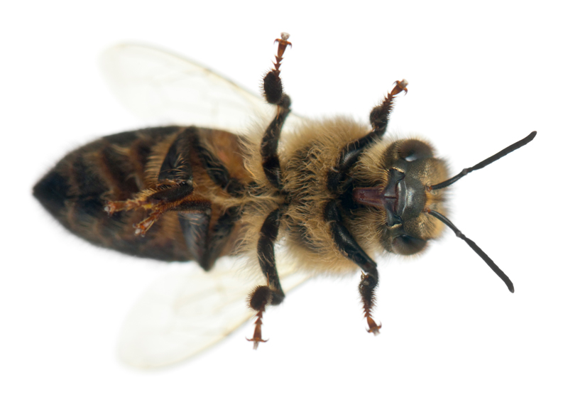 Safe and Effective Bee Management Strategies