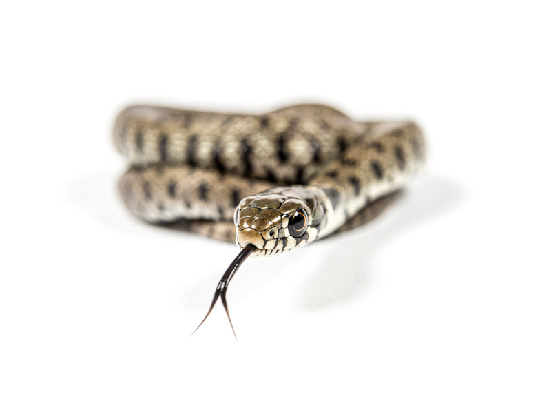 Snake Control and Removal in Ann Arbor and Livonia