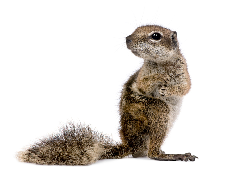 Squirrel Removal in Ann Arbor and Livonia