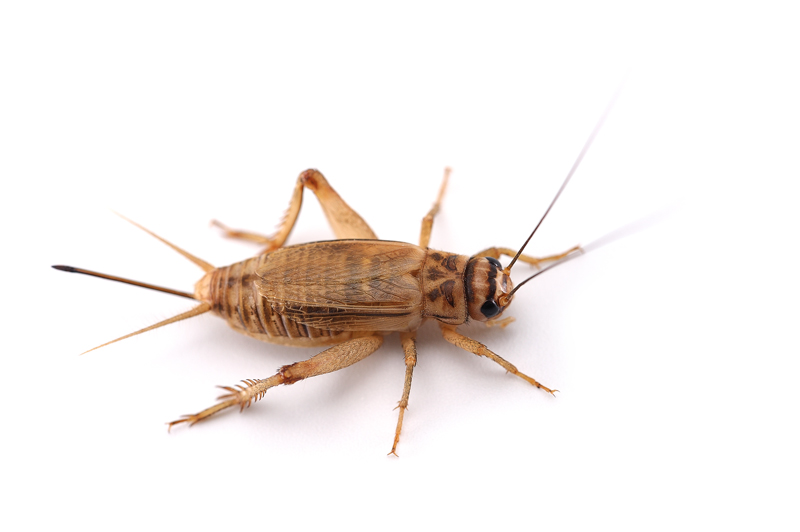 Top-Rated Cricket Removal in Ann Arbor and Livonia