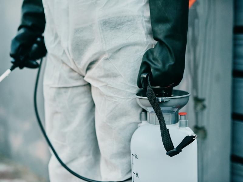 Professional Insect Removal is the Way to Keep Bugs from Returning