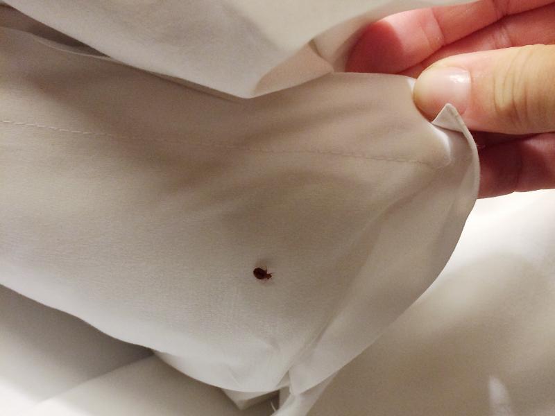 You’ll Sleep Better by Choosing Pest Management to Remove Bed Bugs