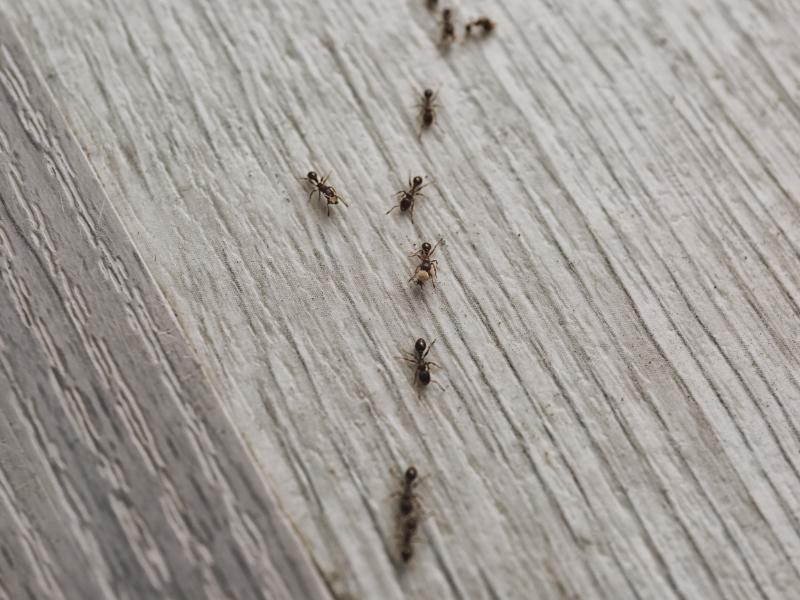 Ant Extermination Service: You Need More Than a Spray Can & Traps
