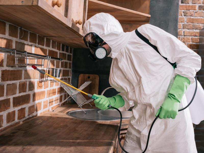 Solidified Pest Control: Metro Detroit’s Best Pest Eliminators