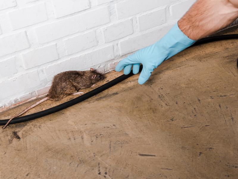 Your Guide to Professional Rat Removal Service in Ann Arbor, MI